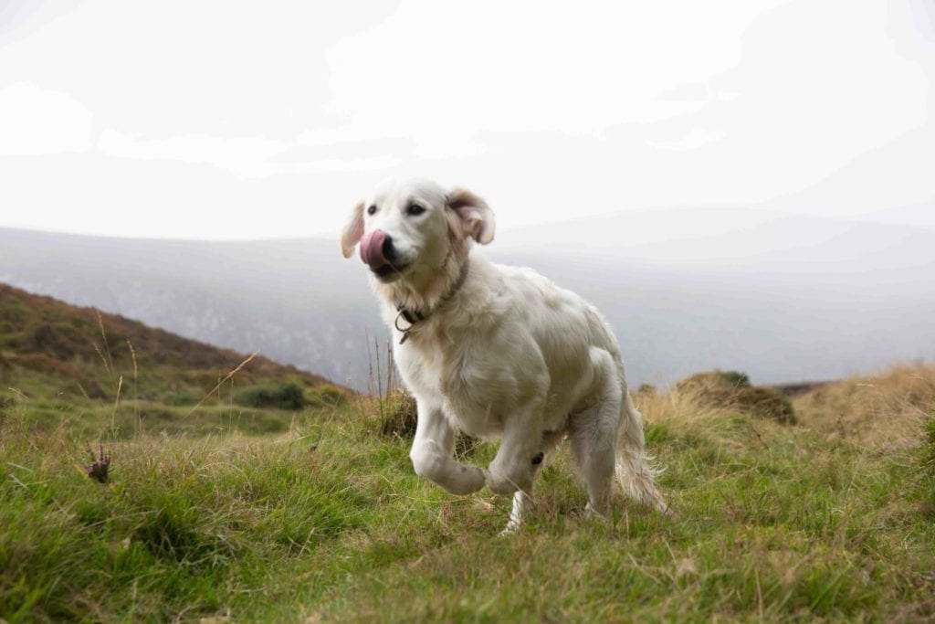 Chronische Darmentzündung bei Hunden