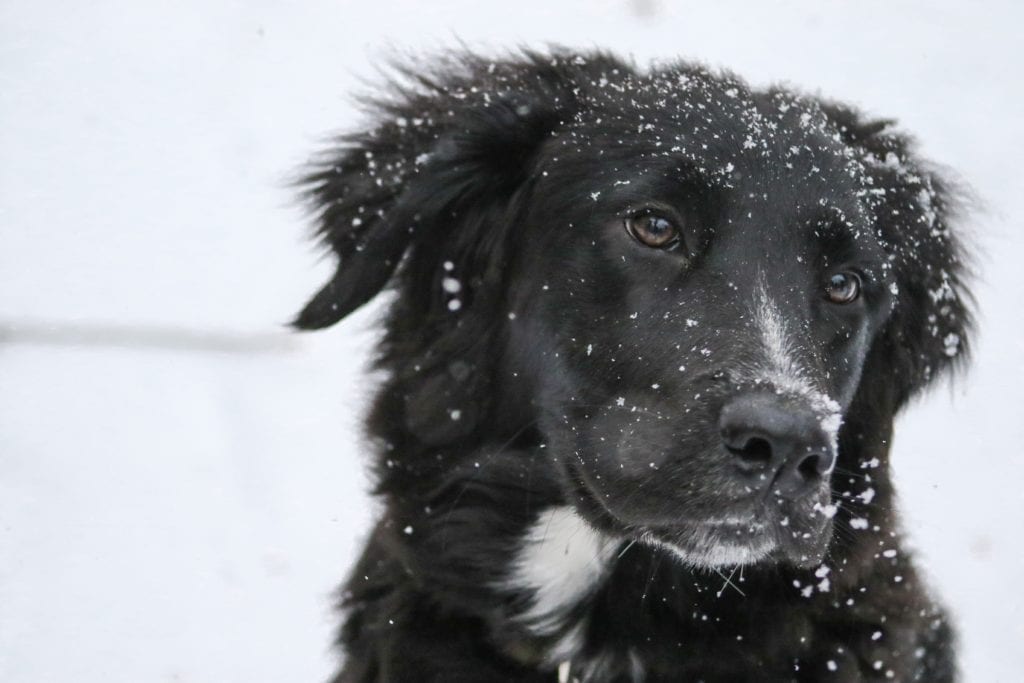 Leckerlies für Hunde