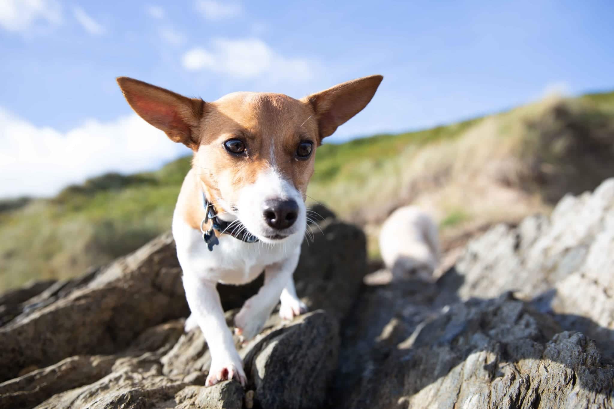 Hüftgelenksdysplasie Hund