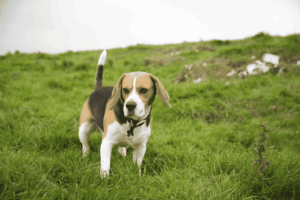 Beagle