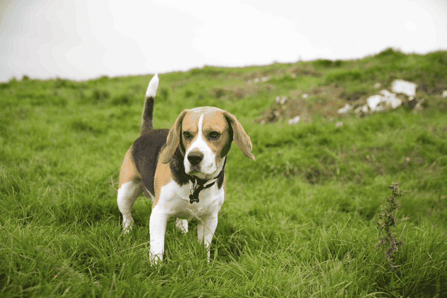 Beagle