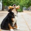 Hund sitzt auf einem Bürgersteig und beißt genüsslich in einen Large Postmans Leg