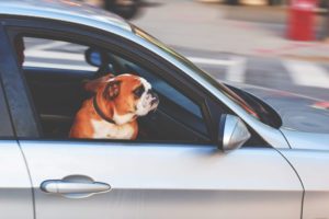 Neues Auto geplant? Hund im Auto - worauf es zu achten gilt