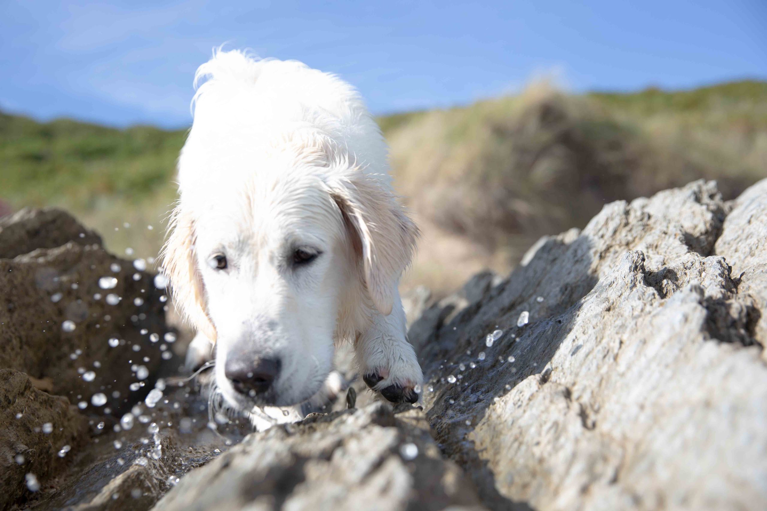 Gesunde Hundesnacks