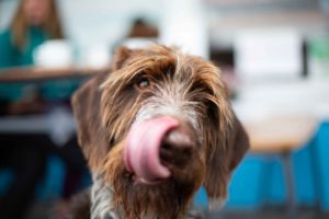 Ein gesundes Immunsystem durch richtige Hundeernährung