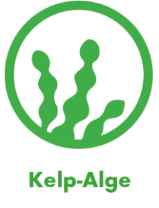 icon kelp-alge
