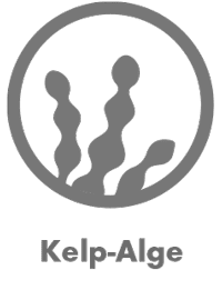 icon Kelp-Alge grau