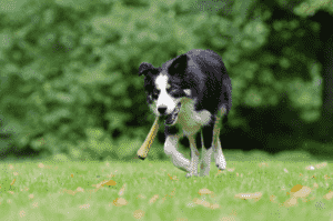 Kauartikel für Hunde