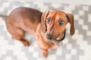 Dackel - Darmgesundheit bei Hunden