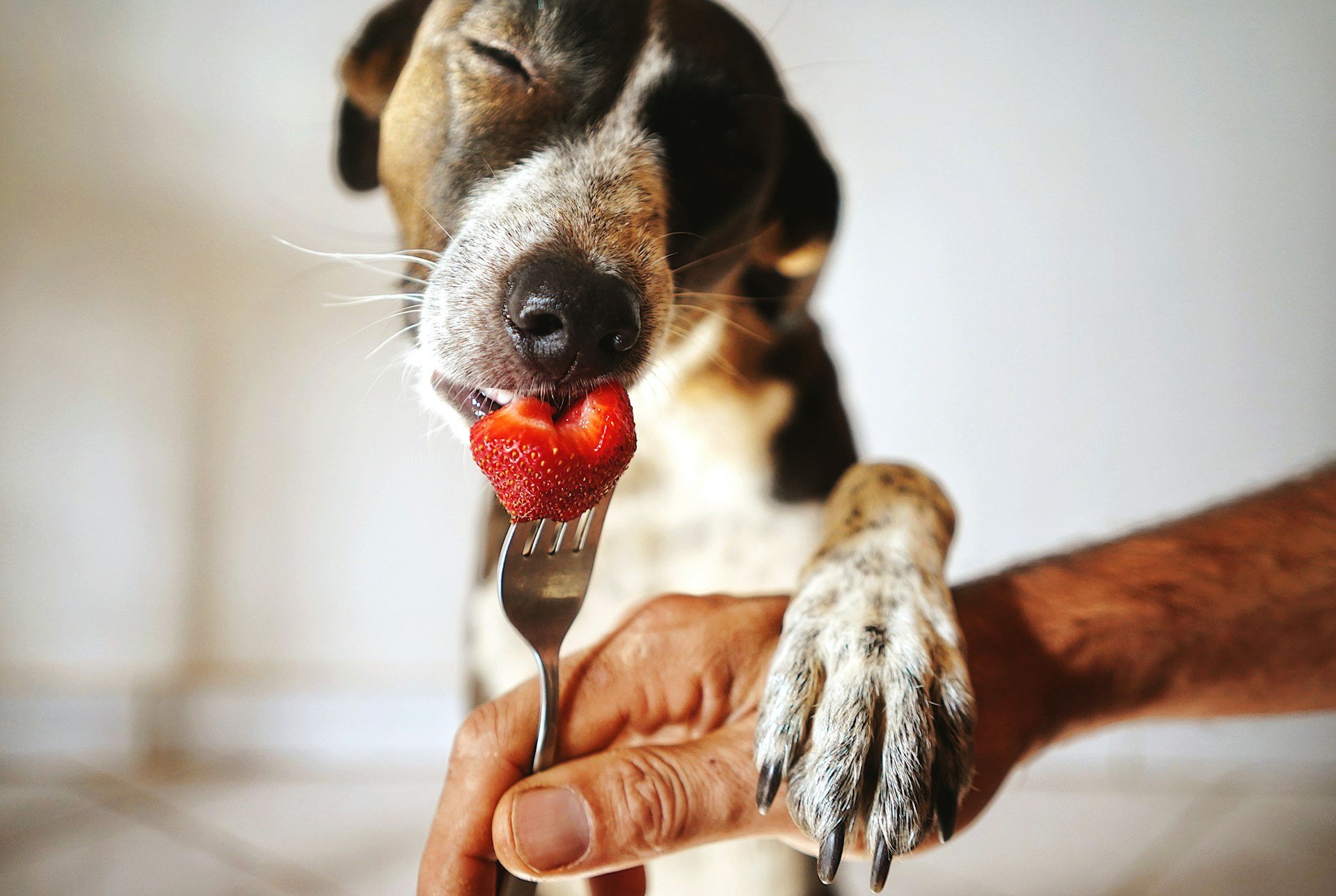 Dürfen Hunde Erdbeeren essen? Ein entspannter braun‑weiß gefleckter Mischlingshund genießt eine saftige Erdbeere, die ihm auf einer Gabel von einer Hand gereicht wird.