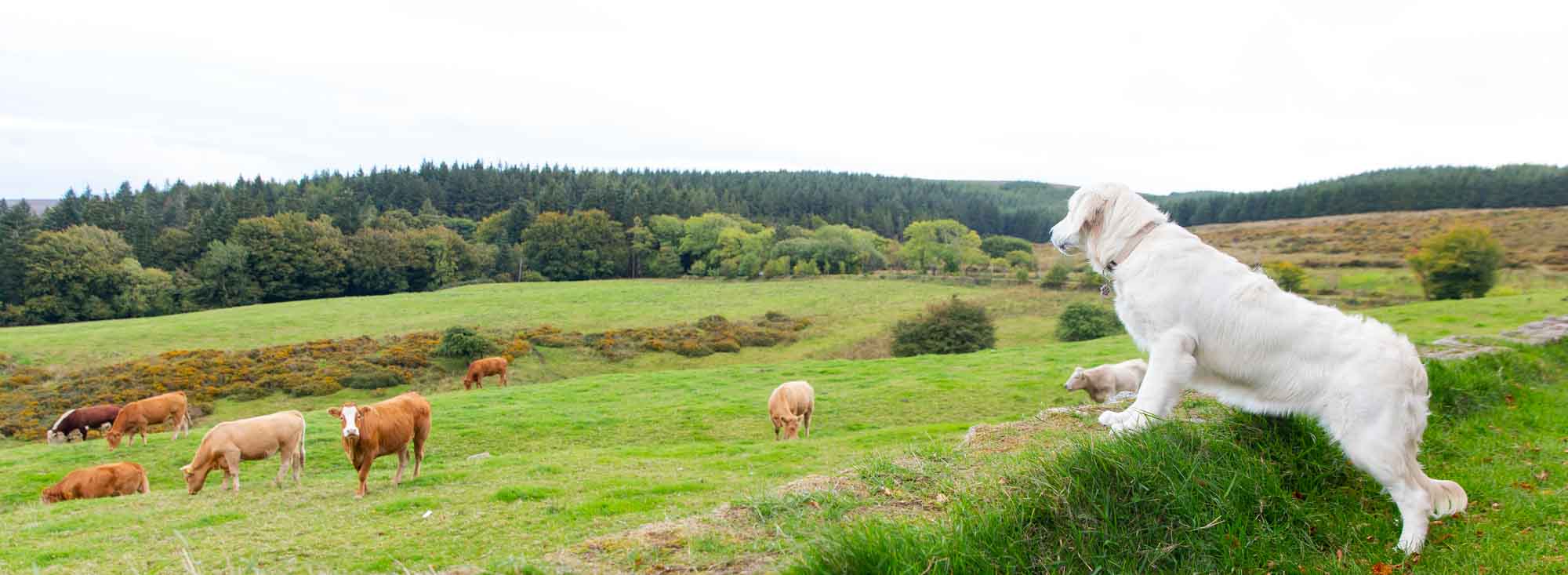 Cover Image Irish Pure