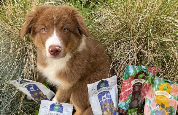 Kausnacks für Hunde