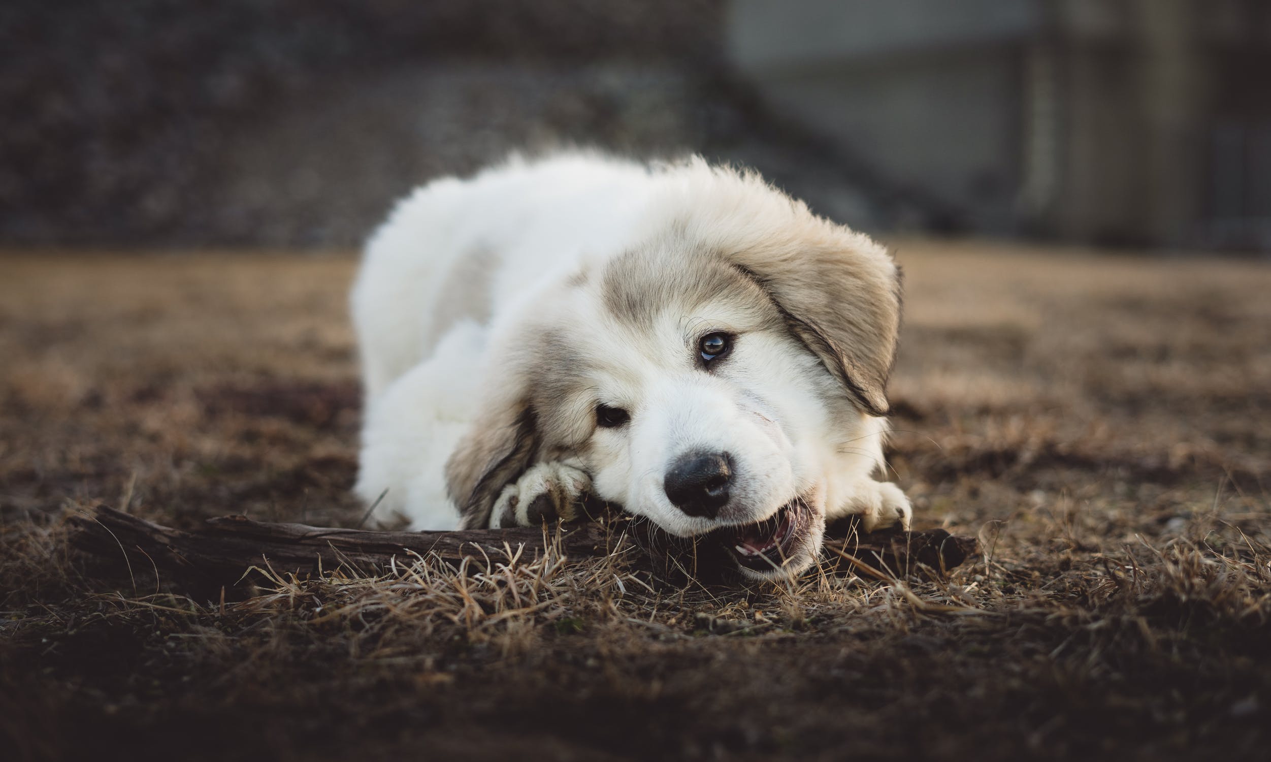 Hundesnacks - worauf muss ich achten?