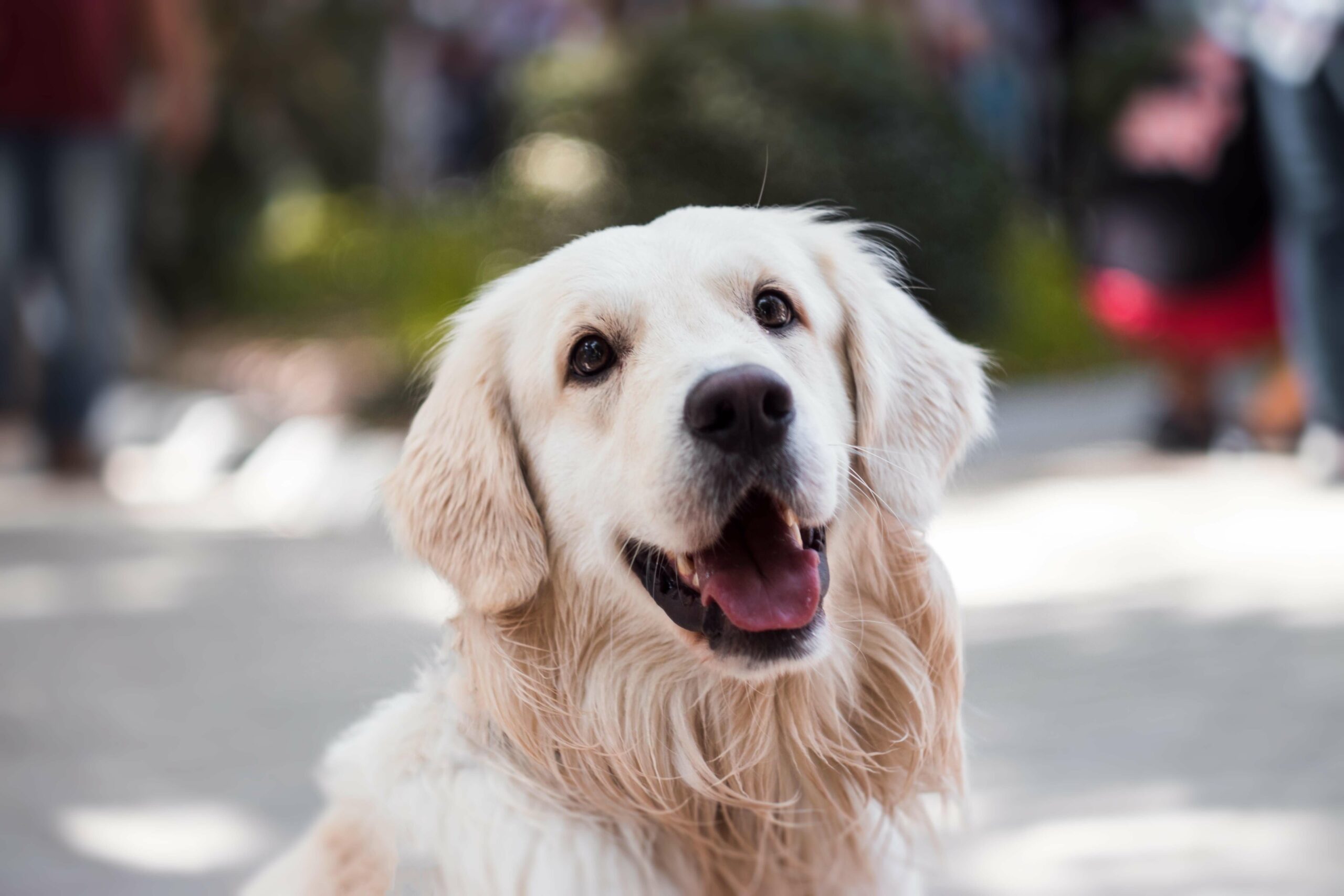 Eine artgerechte Hundeernährung