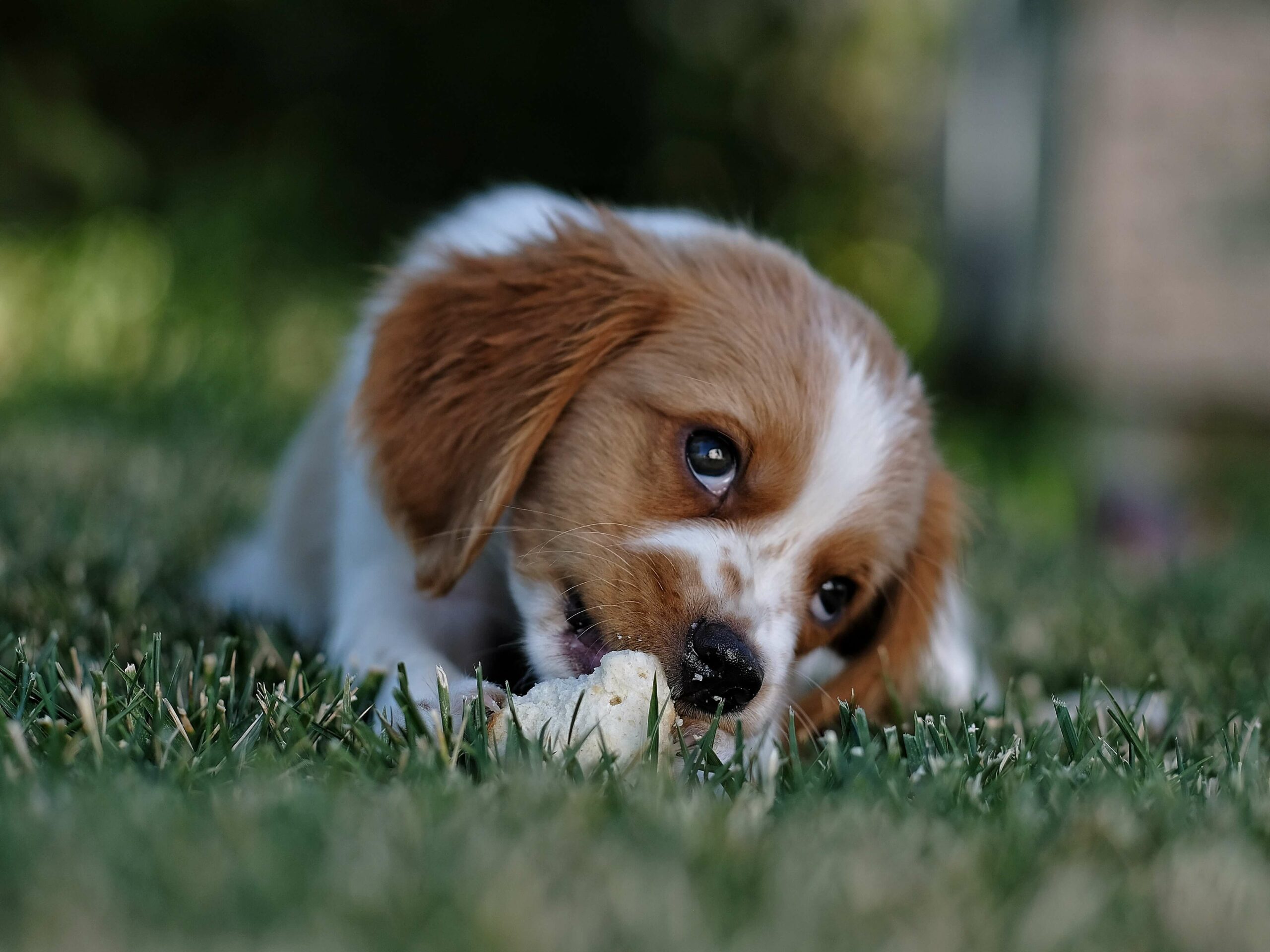 Fütterungszeit Hund