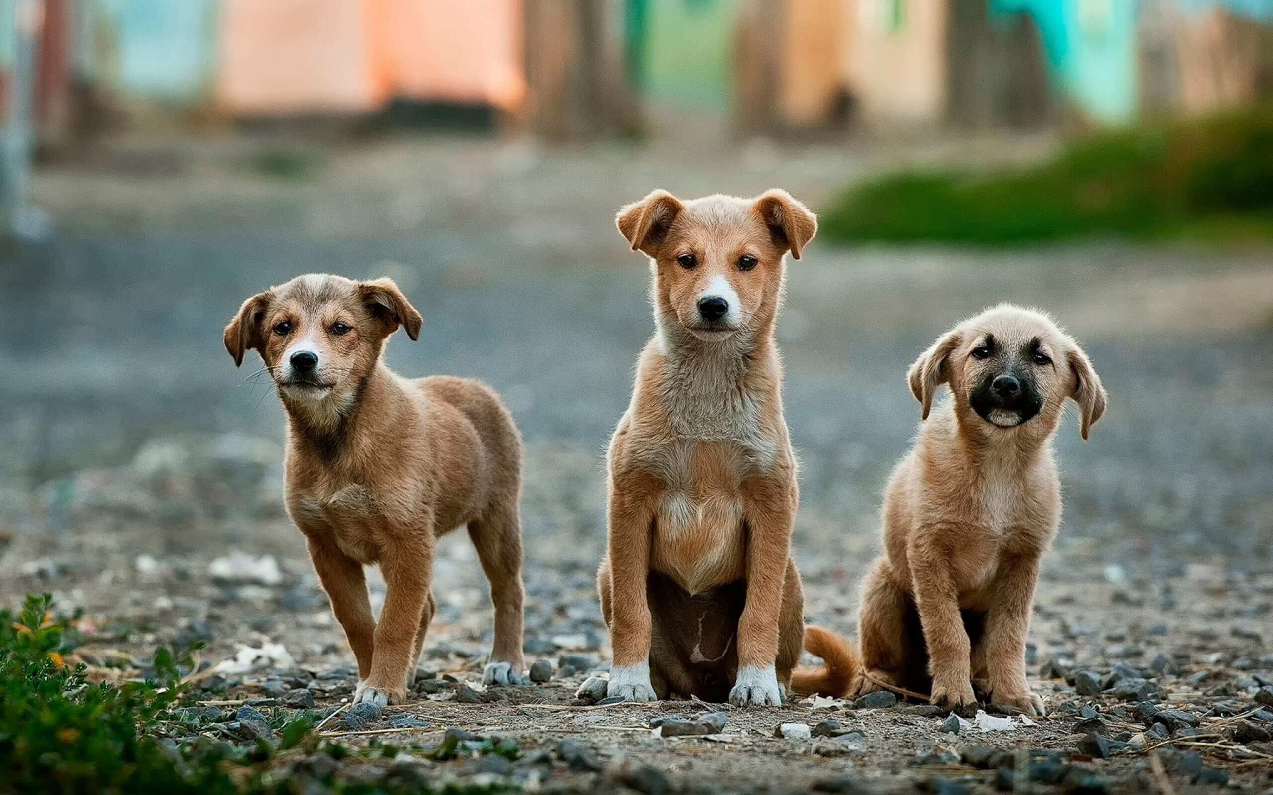 Blähungen Hund