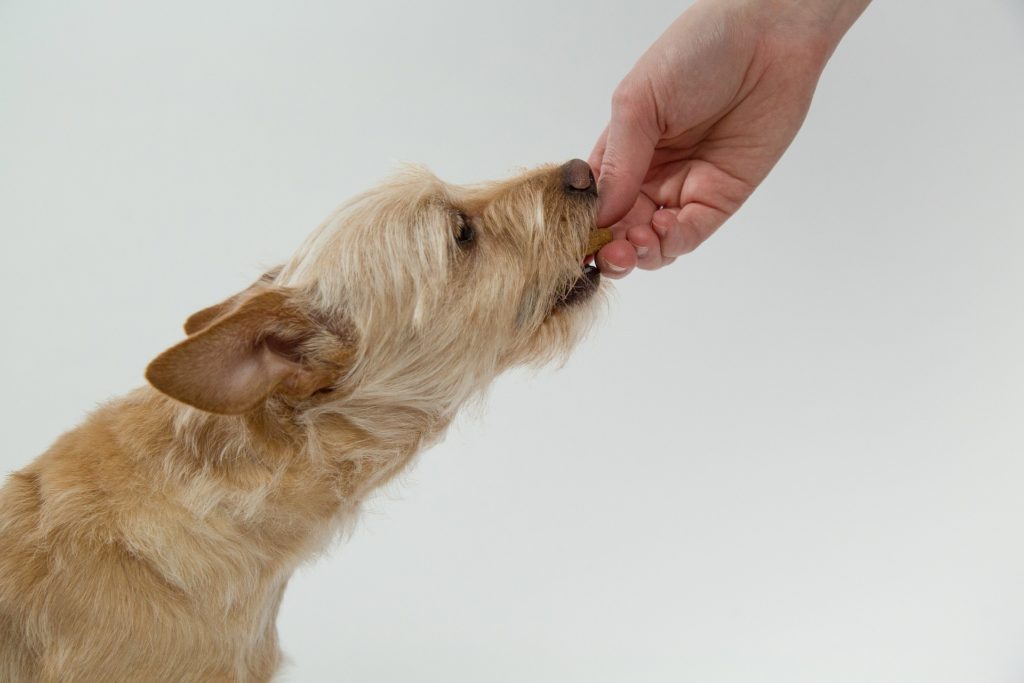 Gesundes Hundefutter Irish Pure
