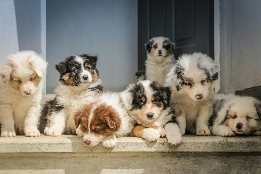 Sieben junge Australian Shepherd Welpen sitzen nebeneinander auf einer Betontreppe.