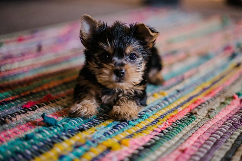 Neugeborener Yorkshire-Terrier-Welpe liegt auf einem bunten Teppich