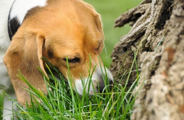 Warum fressen Hunde Gras