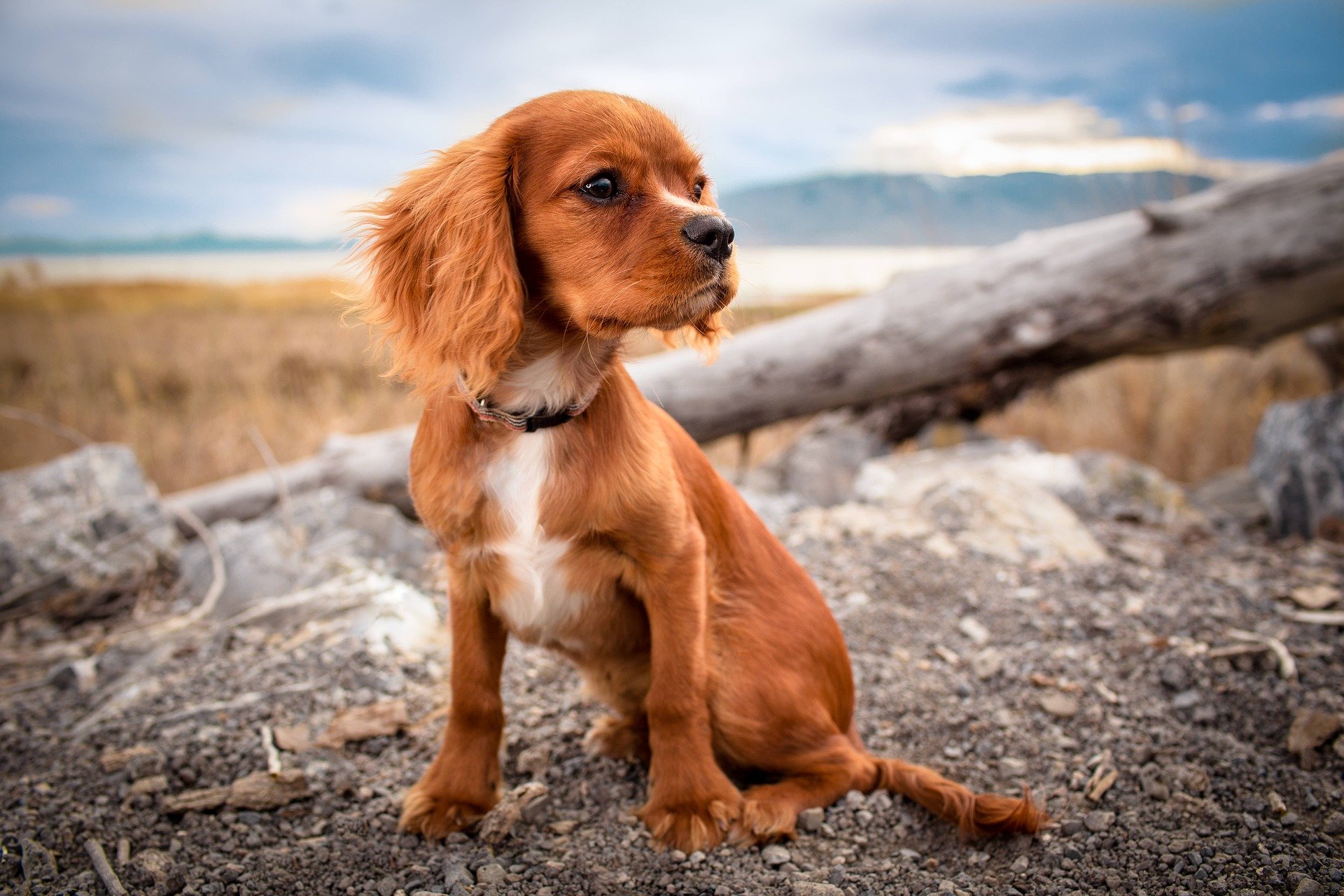 Warum fressen Hunde Gras? Irish Pure Blog