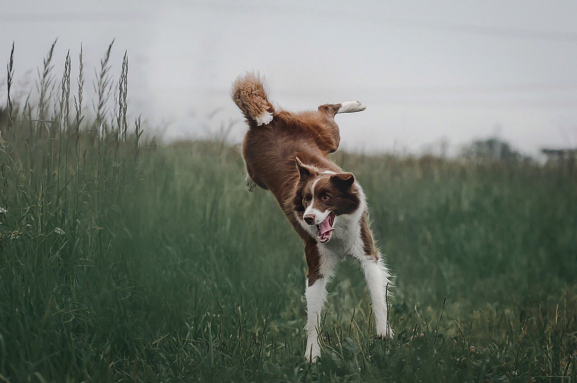 Verdauliches Hundefutter