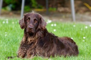 Was bedeutet eigentlich „Fleischanteil im Hundefutter“?