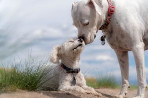 Wie viel Fleisch braucht ein Hund