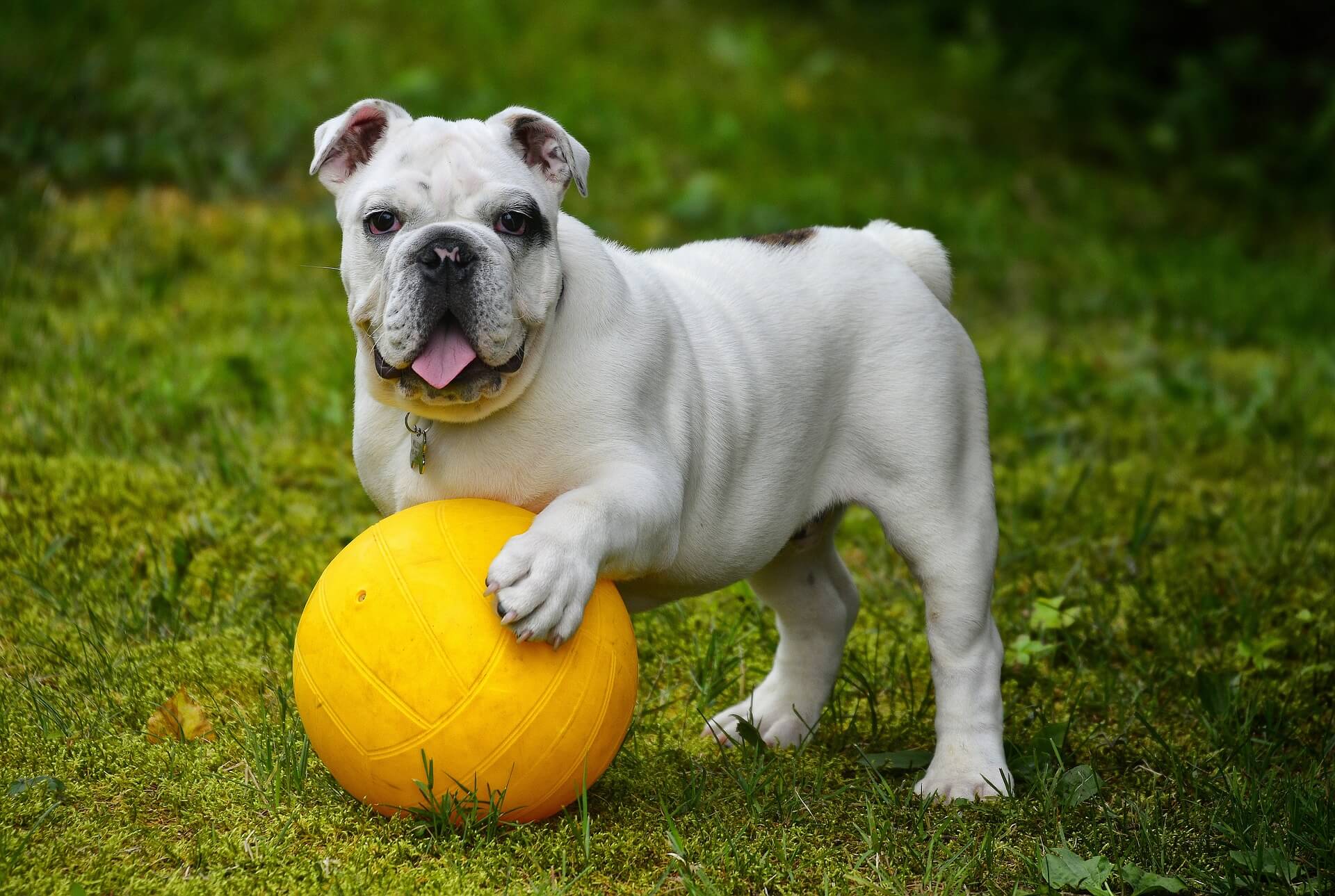 Französische Bulldogge Ernährung: Dein Guide für 2024