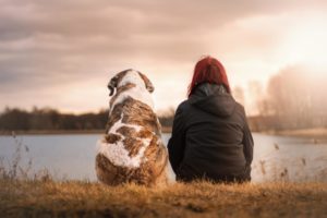 Richtige Trockennahrung für den Hund