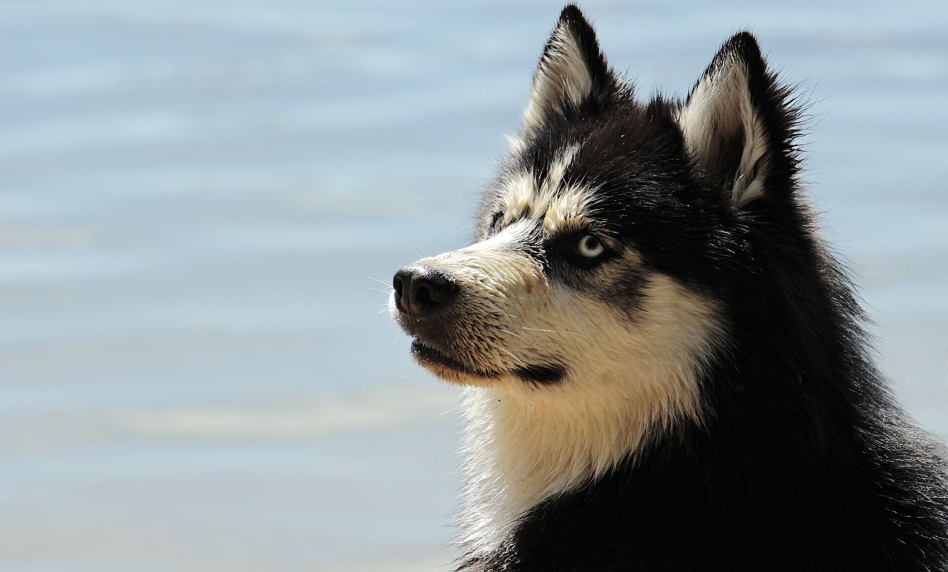 Rohstoffe im Hundefutter