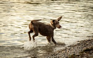 Checkliste für Hundefutter mit hohem Fleischanteil