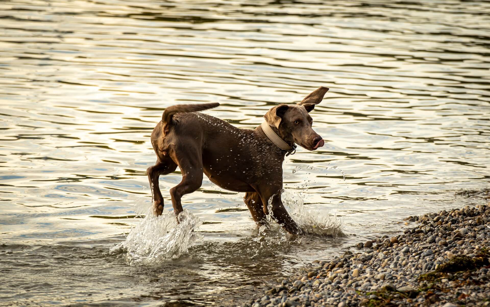 Checkliste für Hundefutter mit hohem Fleischanteil