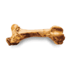 Giant Beef Bone - riesiger Oberschenkelknochen / Rind