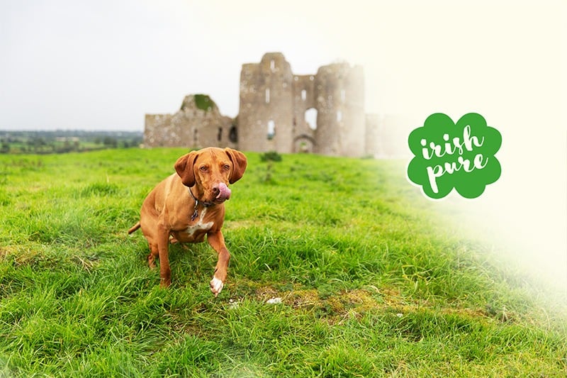 Hund in Irland Irish Pure