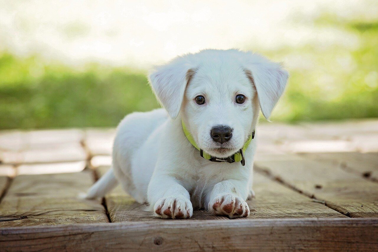 Welpe Hundetransportbox-Training