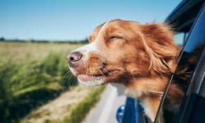 Reisen mit Hund