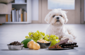 Giftige Nahrungsmittel für Hunde