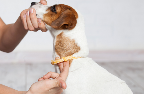 Borreliose beim Hund vorbeugen: Zeckenschutz für Hunde