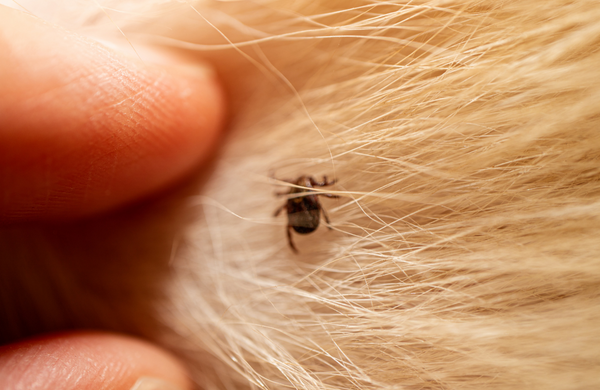 Borreliose beim Hund vorbeugen: Zeckenschutz für Hunde