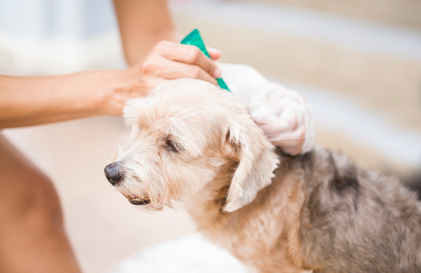 Borreliose beim Hund vorbeugen: Zeckenschutz für Hunde