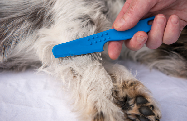 Flöhe beim Hund - erkennen und bekämpfen