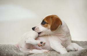 Flöhe beim Hund - erkennen und bekämpfen