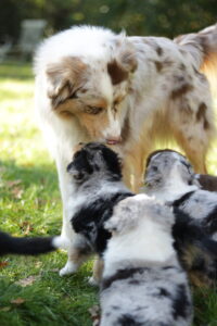 Meeresbellen: Australian Shepherd Zucht bekommt Irish Pure