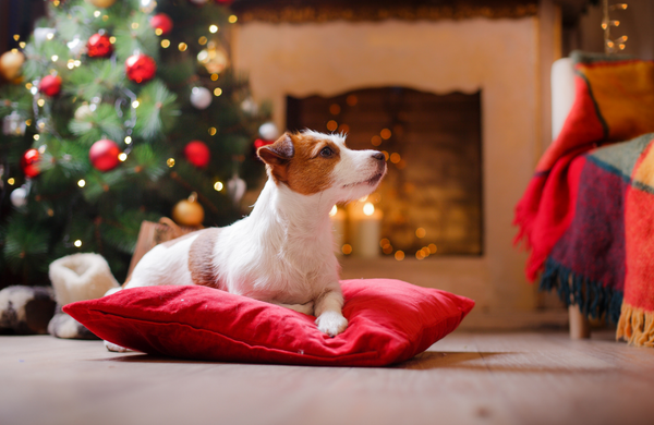 Top 10 Weihnachtsgeschenke für Hunde