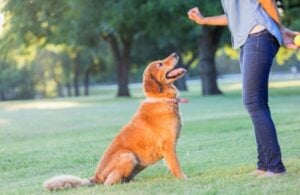 Der ultimative Leitfaden für Hundeeltern