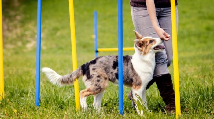 Die besten Hundetraining-Tipps