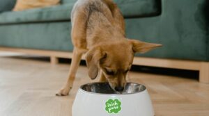 10 gesunde Zutaten für Hundefutter