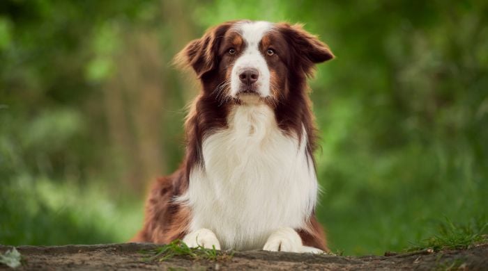 Australian Shepherd im Rassenportrait