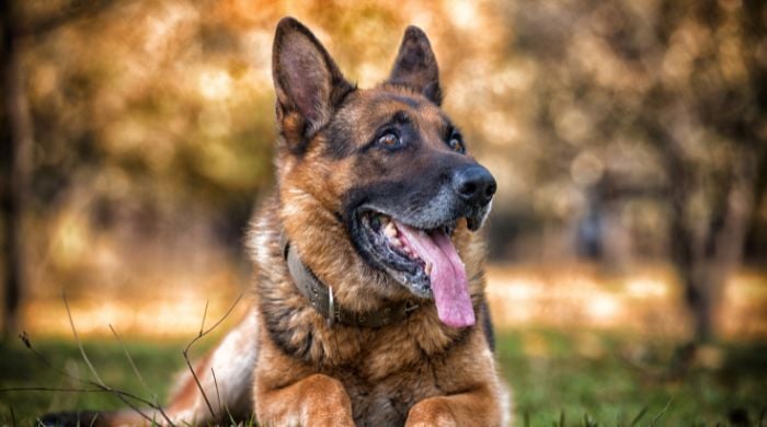 Der Deutsche Schäferhund im Rasseportrait